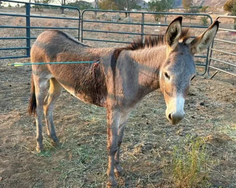 Burro On the Mend After Recent Projectile Strike on Free-Roaming Asses in California